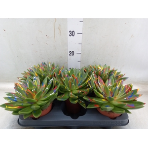 Echeveria  'Miranda'