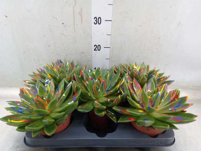 <h4>Echeveria  'Miranda'</h4>
