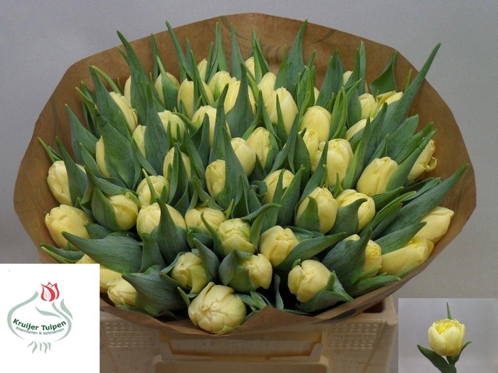 <h4>TU DU SWEET LEMON</h4>