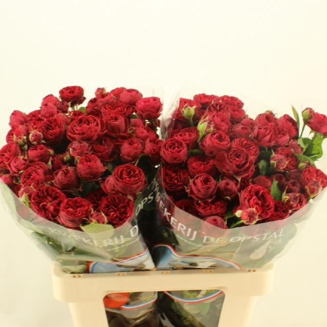 <h4>R Tr Maroon</h4>