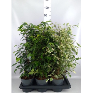 Ficus benja.   ...mix