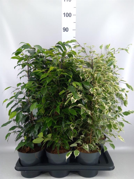 <h4>Ficus benja.   ...mix</h4>