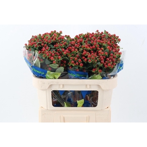 Hyp Bronce Pac Spray