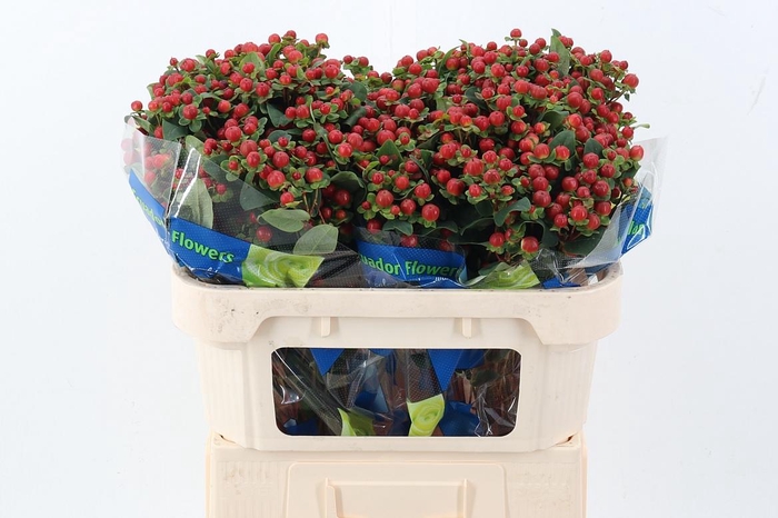 <h4>Hyp Bronce Pac Spray</h4>