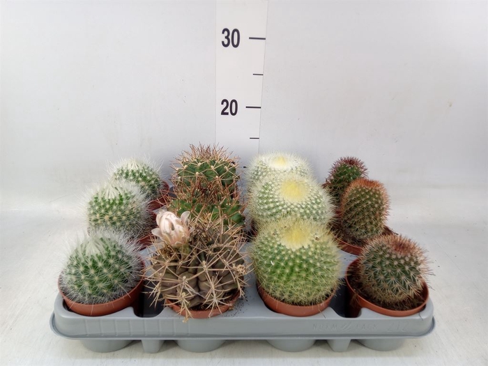 <h4>Cactus   ...mix  4</h4>