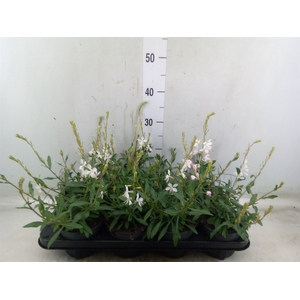Gaura lindheimeri 'Geyser White'