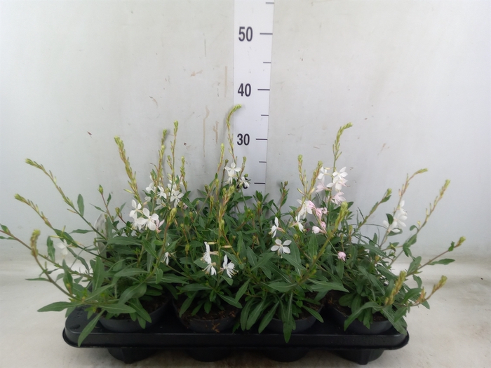 <h4>Gaura lindheimeri 'Geyser White'</h4>