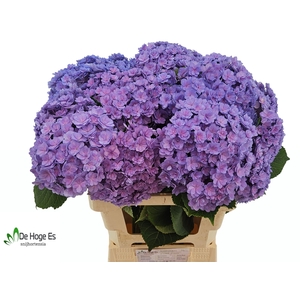 HYDR M BEAU LUXOR BL
