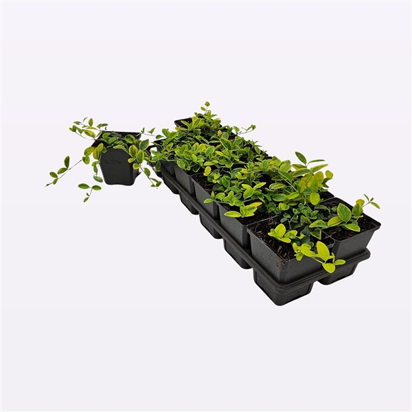 <h4>Vinca Minor 'Blue and Gold'</h4>