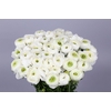 Ranunculus Clooney Alaska Extra