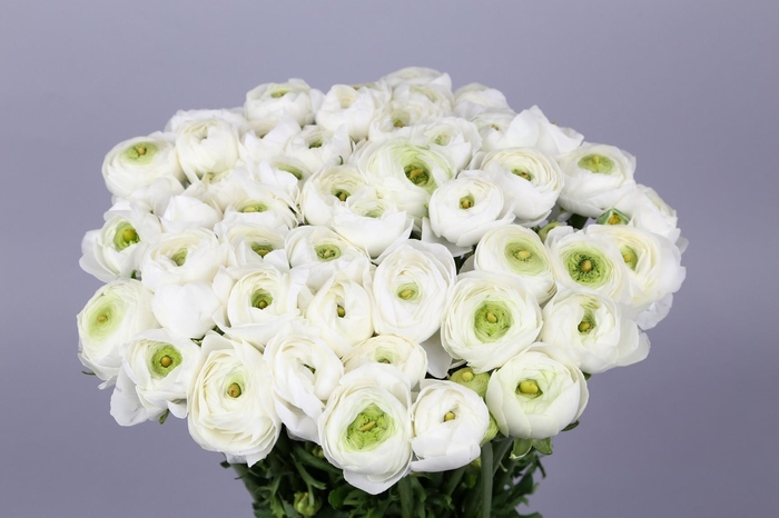Ranunculus Clooney Alaska Extra