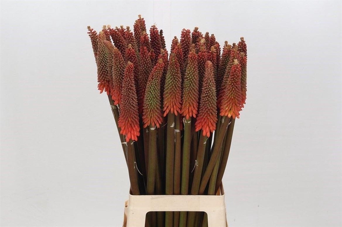 <h4>Kniphofia Alcazar</h4>