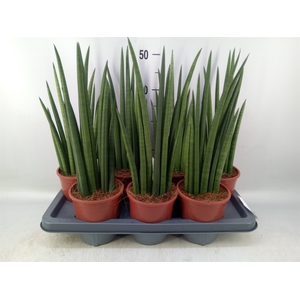 Sansevieria   ...