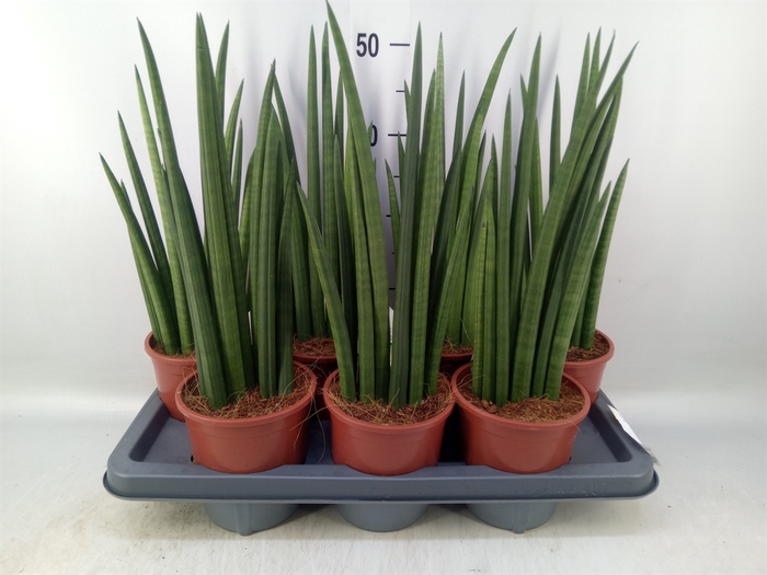 <h4>Sansevieria   ...</h4>