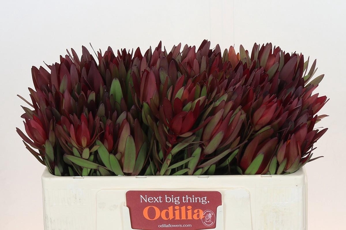 <h4>LEUCAD SAF SUNSET</h4>