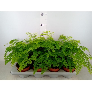 Adiantum raddi. 'Fragrans'