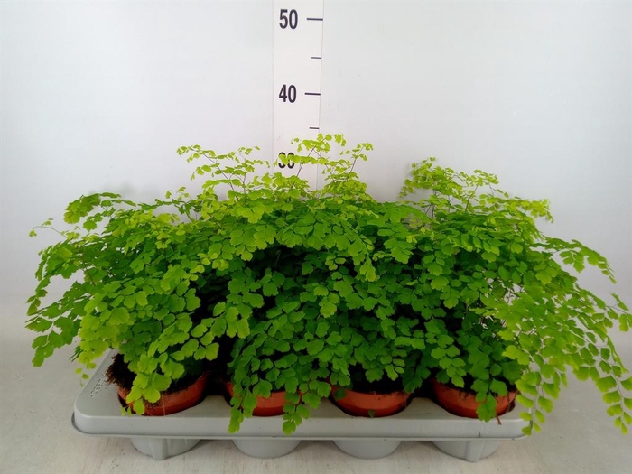 <h4>Adiantum raddi. 'Fragrans'</h4>
