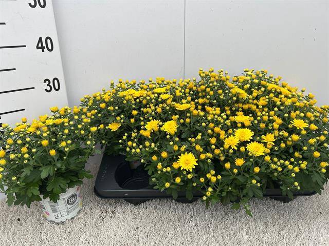 <h4>CHRY GARD YELLOW</h4>