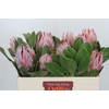 Protea Cynaroides