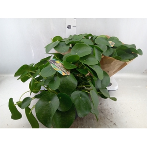 Pilea peperomoides