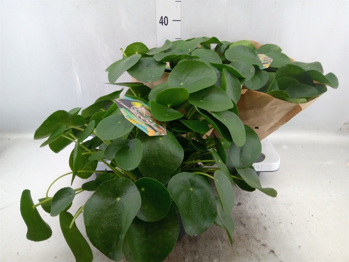 <h4>Pilea peperomoides</h4>