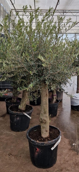 <h4>OLEA EUROPAEA</h4>