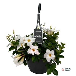 Mandevilla Sundaville White