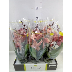 Phalaenopsis   ...rose