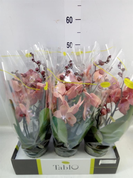 <h4>Phalaenopsis ...rose</h4>