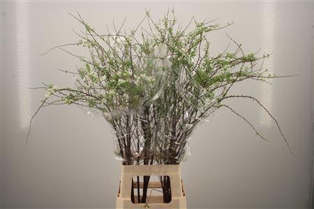 <h4>Spirea C Grefsheim</h4>