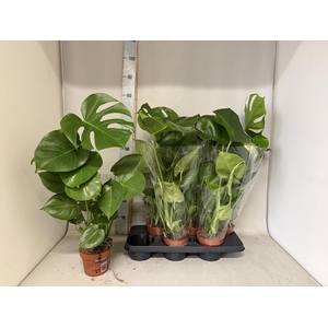 MONSTERA DELICIOSA