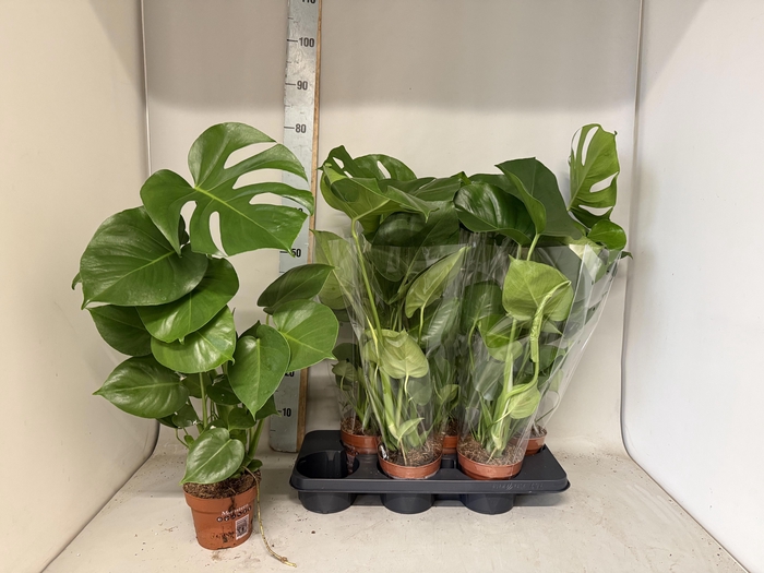 <h4>MONSTERA DELICIOSA</h4>