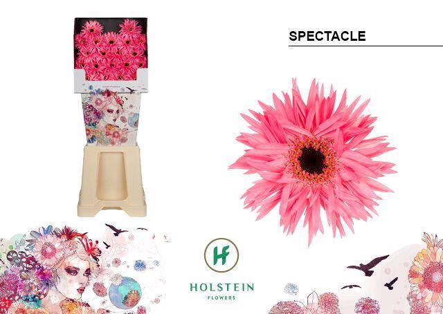 <h4>Ge Mi Spectacle</h4>