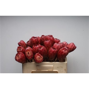 Protea Red Ice No Leaves