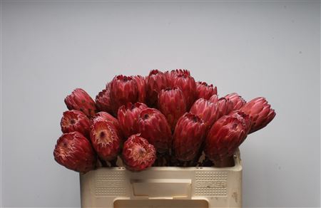 Protea Red Ice No Leaves