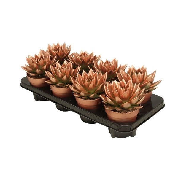 <h4>Echeveria coloured bronze</h4>