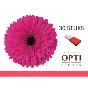 GE GR MADEIRA-Doosx30