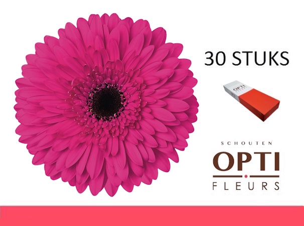 <h4>GE GR MADEIRA-Doosx30</h4>