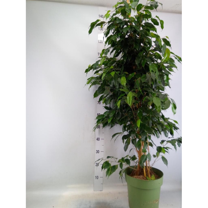 <h4>Ficus benja. 'Danielle'</h4>