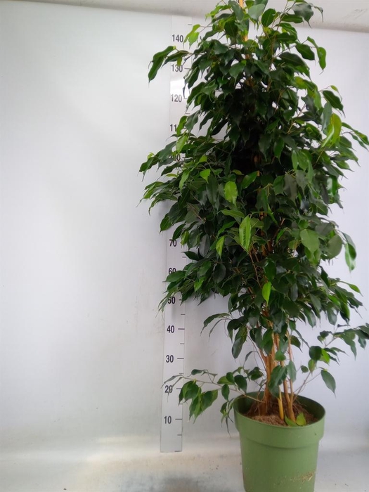 Ficus benja. 'Danielle'