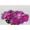 Dahlia Purple Onesta