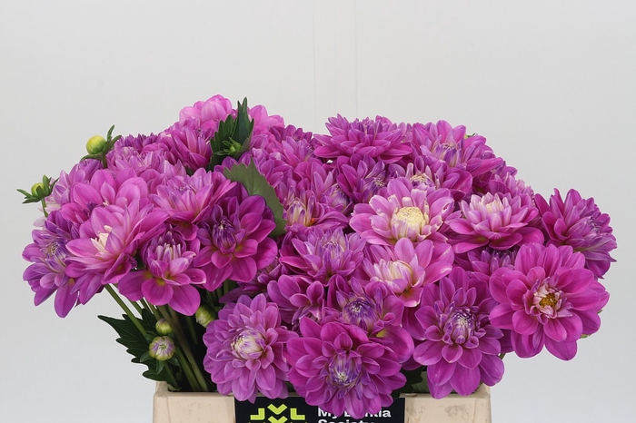 Dahlia Purple Onesta
