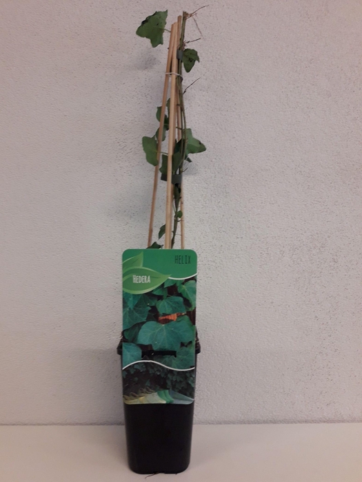 <h4>Hedera Helix</h4>