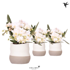 Kolibri Orchids Phalaenopsis Nazare 4 spike in Imperfect Bag pot