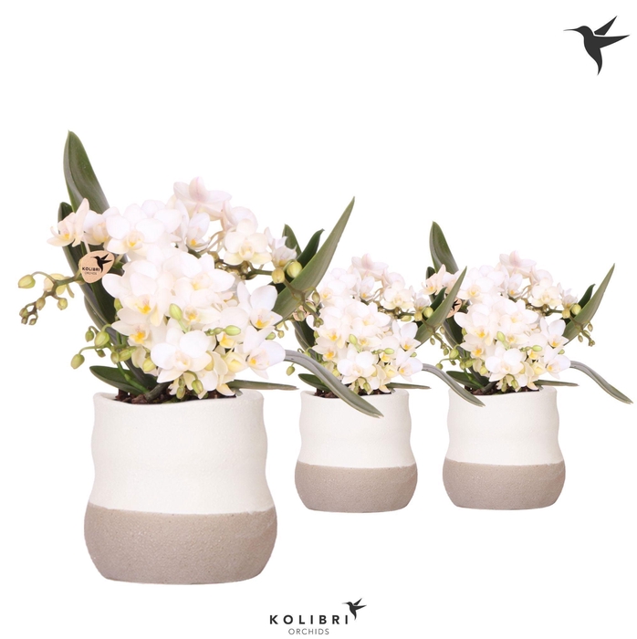 <h4>Kolibri Orchids Phalaenopsis Nazare 4 spike in Imperfect Bag pot</h4>