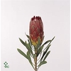 PROTEA RUBENS