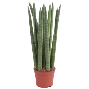 Sansevieria Cylindrica Straight 11 Leaf Ø8,5cm