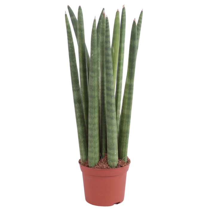 <h4>Sansevieria Cylindrica Straight 11 Leaf Ø8,5cm</h4>