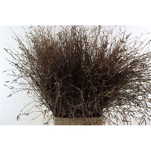 Berk 90cm Naturel Met Vrucht Pbs