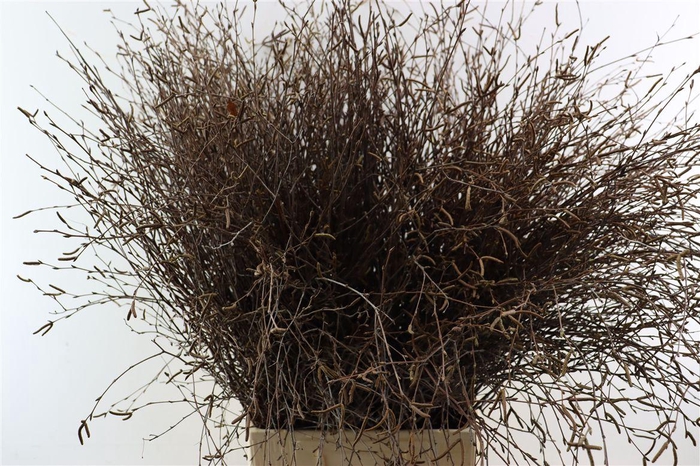 <h4>Berk 90cm Naturel Met Vrucht Pbs</h4>